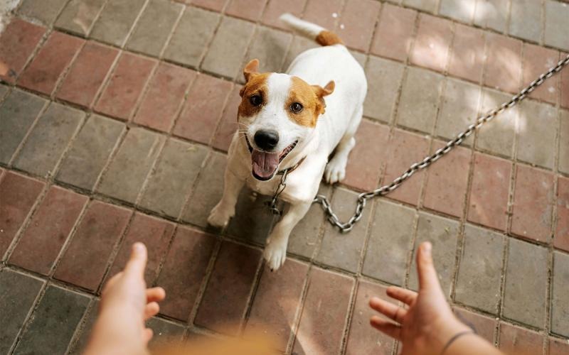 a dog on a leash being walked by a person